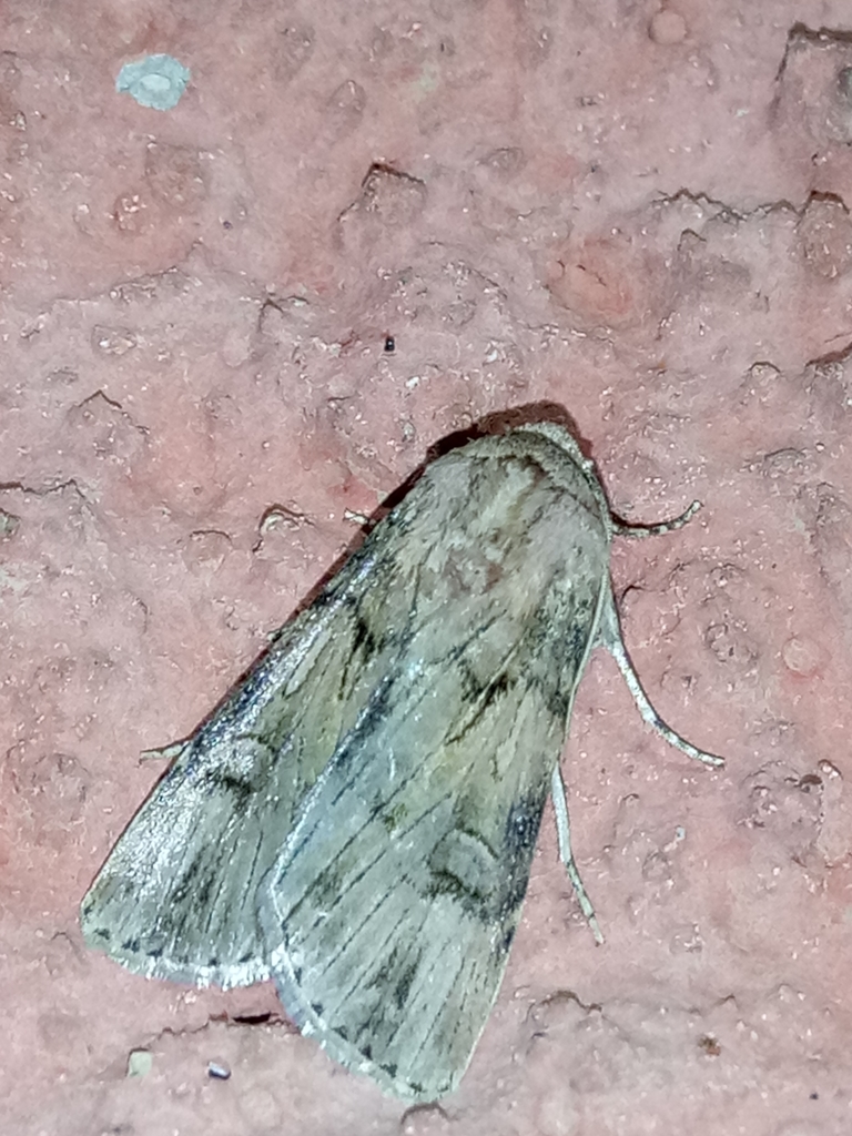 Spalding's Dart
