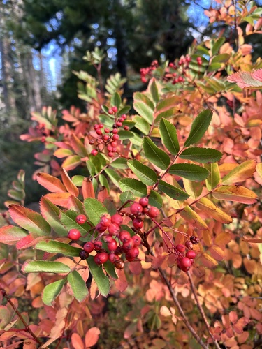 California Mountain Ash (Sorbus californica)