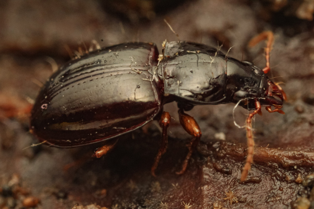 Tropopterus