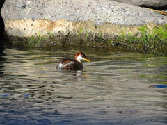 Rollandia microptera