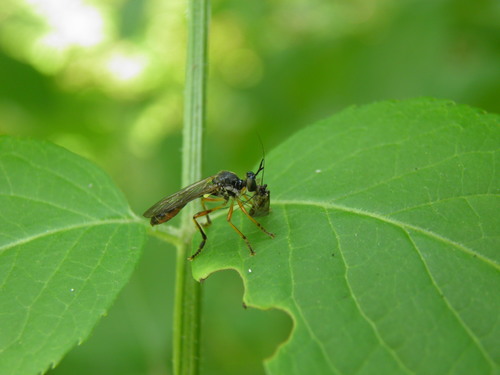 Dioctria hyalipennis