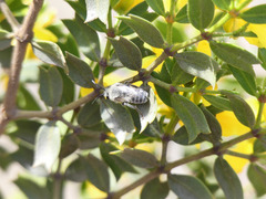 Colletinae