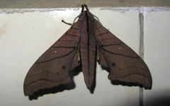 Marumba cristata