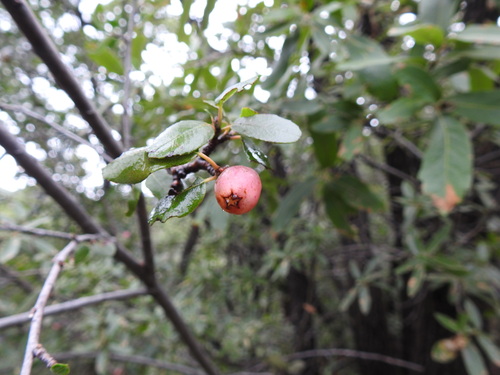southern false serviceberry (Malacomeles denticulata)