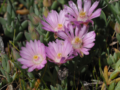 Lampranthus debilis