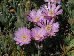 Lampranthus debilis
