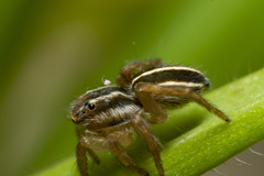 Phlegra bresnieri