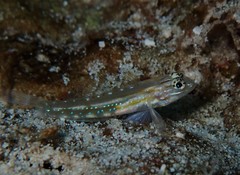 Coryphopterus glaucofraenum