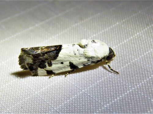 Four-spotted Bird-dropping Moth photo 4