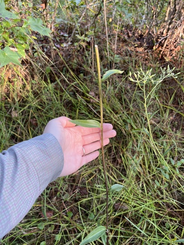 Ovateleaf Cacalia (Arnoglossum ovatum)