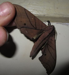 Marumba cristata