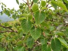 Betula lanata