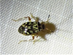Taedia virgulata