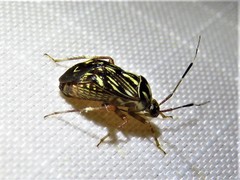 Taedia virgulata