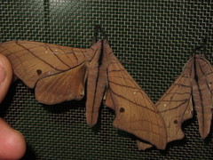 Marumba cristata