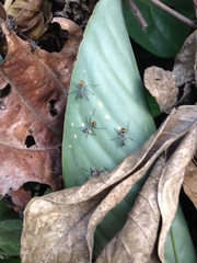 Polyrhachis militaris