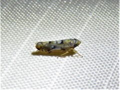 Scaphoideus