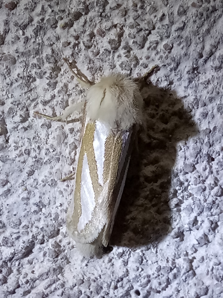Cossinae