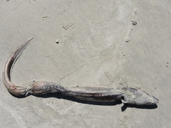 Conger verreauxi