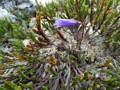 Campanula dasyantha