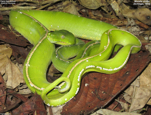 Southern Green Python