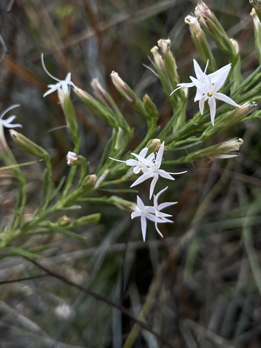 sandhill blazing star (Liatris secunda)