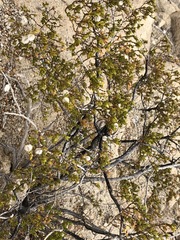 Larrea tridentata