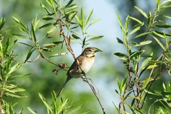 Schoeniophylax phryganophilus