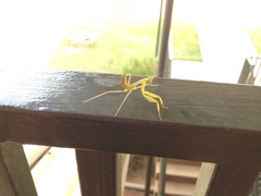 Sphodromantis lineola