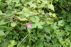 Geranium flanaganii