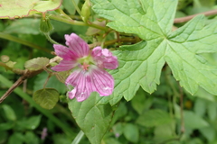 Geranium flanaganii