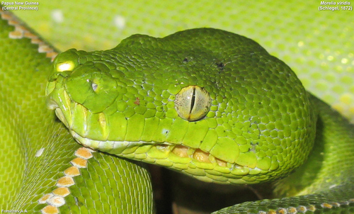 Southern Green Python