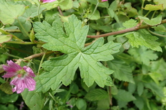 Geranium flanaganii