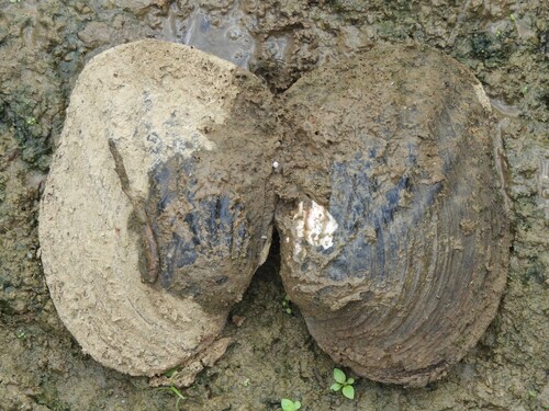 Megalonaias nervosa