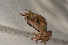 Boophis doulioti