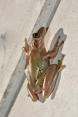 Boophis doulioti