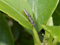 Zelandobius