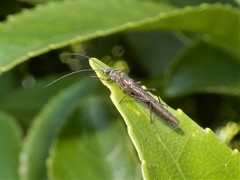 Zelandobius