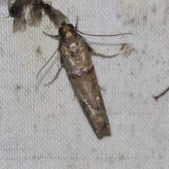 Hypargyria metalliferella