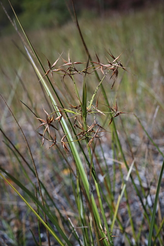 narrowfruit horned beaksedge (Rhynchospora inundata)