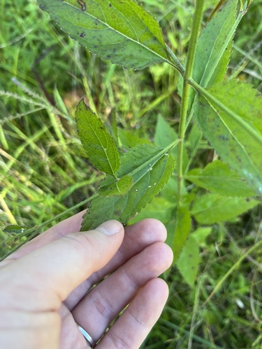 Sandpaper Vervain (Verbena scabra)