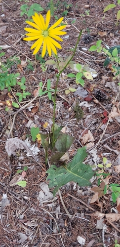 Silphium pinnatifidum, photograph 6