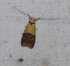 Hemibela oxyptera