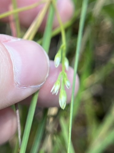 Twining Screwstem (Bartonia paniculata)