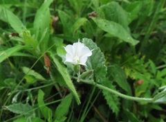 Convolvulus hermanniae