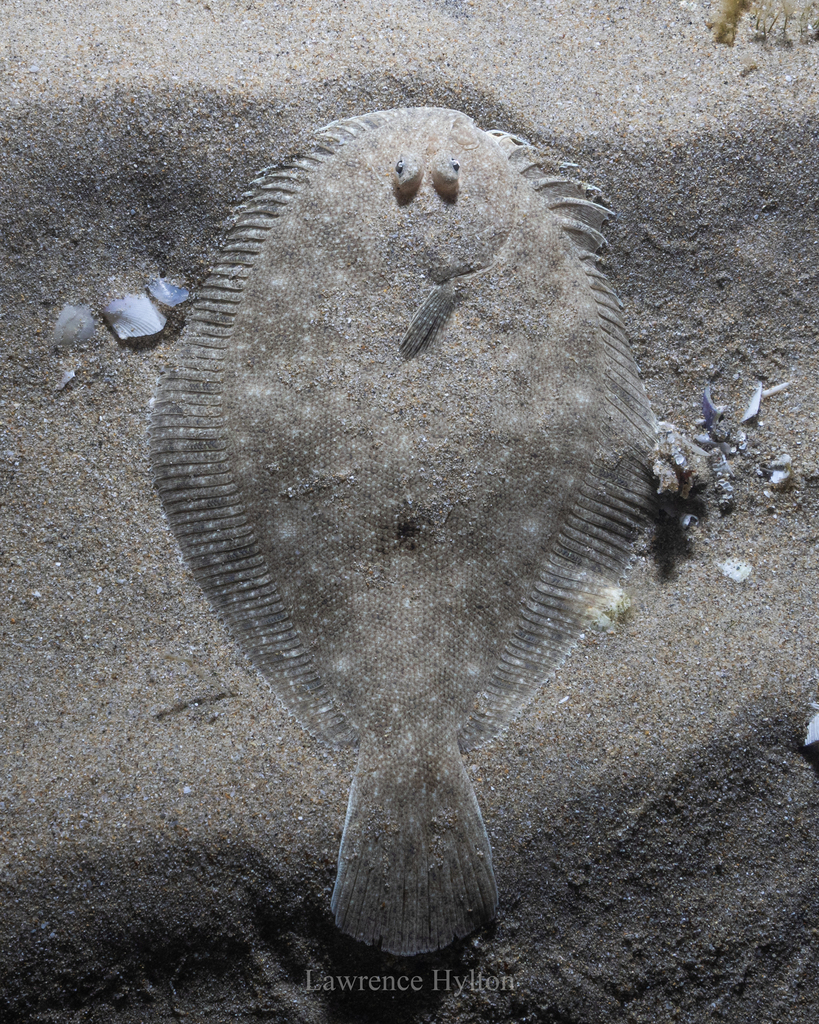 Bay Flounder