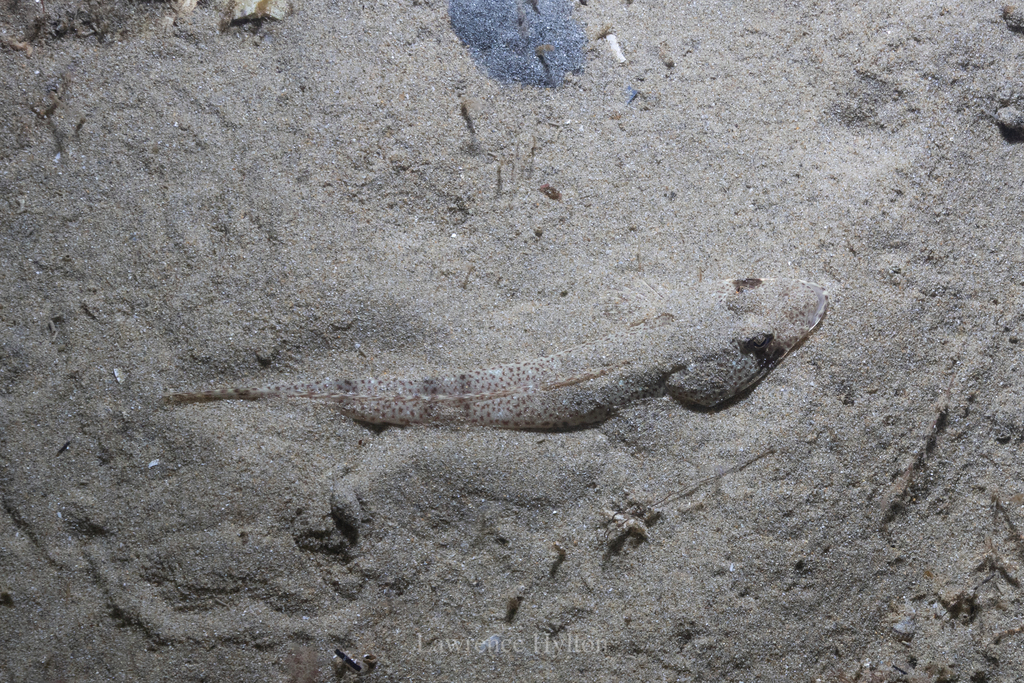 Sand flathead (placeholder photo)