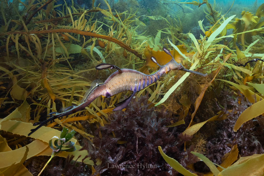 Weedy seadragon hanging among kelp and red seaweed