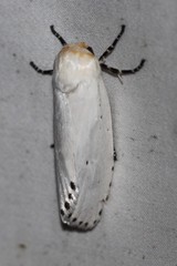 Cryptophasa nigricincta