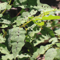 Solanum erythracanthum